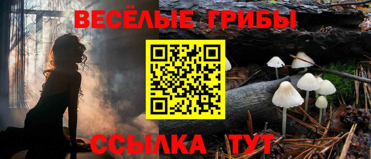 Шебекино  Галлюциногенные грибы прущие грибы  Псилоцибиновые грибы мицелий  Вход с VPN 